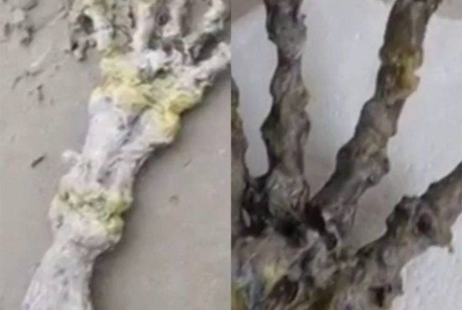 Esqueleto de ‘mão gigante’ deu susto em banhistas