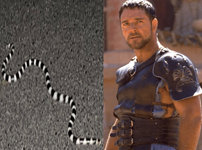 Russel Crowe escapa de cobra na Australia
