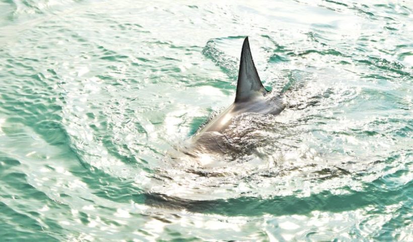 A pesquisa foi conduzida pela agência independente de pesquisa Blend e encomendada pela Sea Shepherd Brasil, entrevistando 5 mil brasileiros em todo o país.