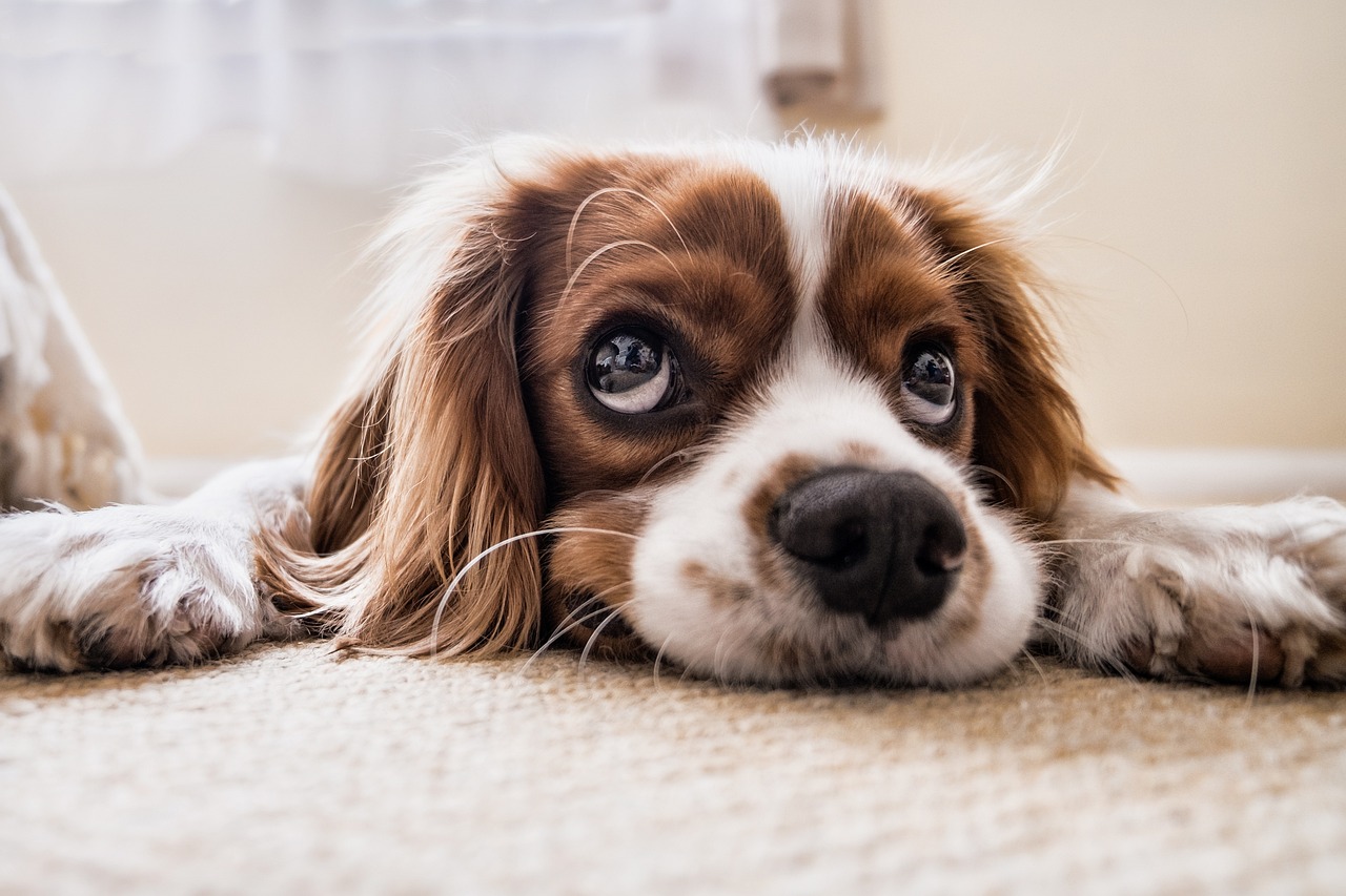 E tem mais: 40% dos tutores brasileiros alteram o tom de voz com frequência para 'conversar' com seus pets.