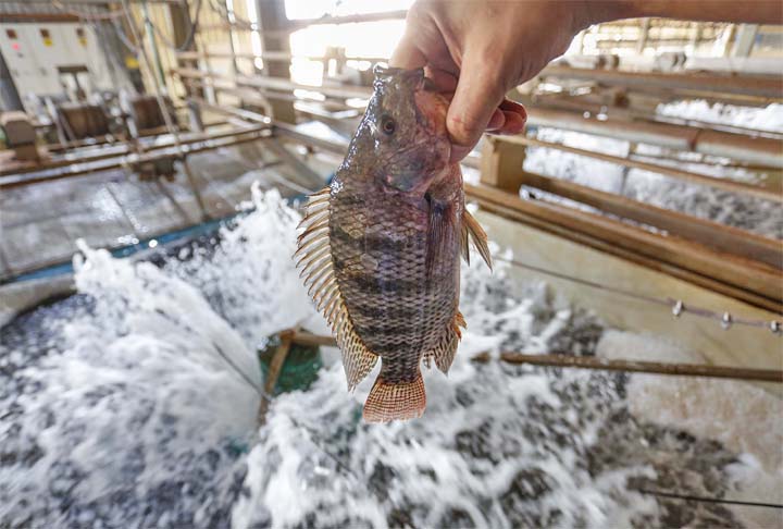 Tilápia: Um peixe bastante popular no Brasil, a Tilápia, também chamada de 