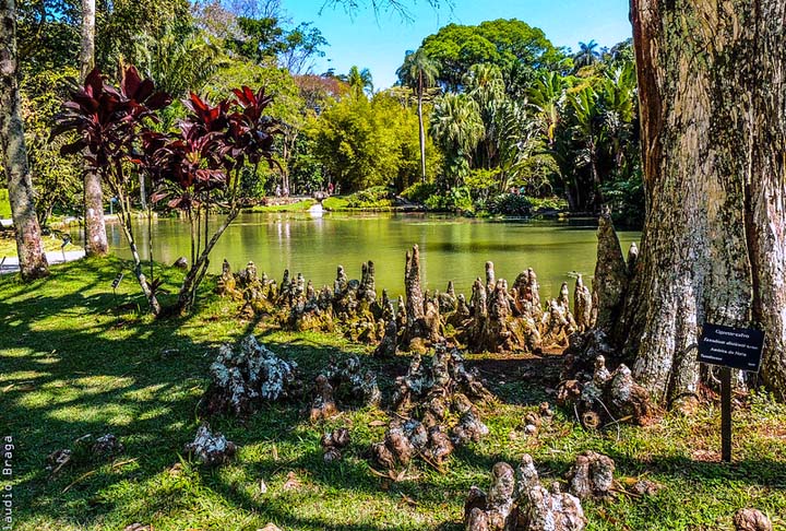 Outro representante brasileiro é o Jardim Botânico do Rio de Janeiro, um dos principais pontos turísticos da Cidade Maravilhosa. O espaço bicentenário é conhecido pela riqueza e relevância do seu acervo de plantas como as grandes vitórias-régias e extensos bambuzais.