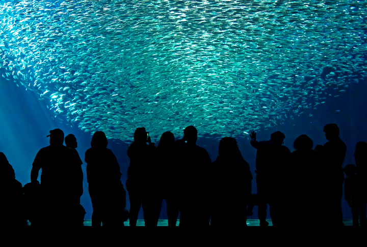 Instalado numa antiga indústria de sardinhas, tem dois tanques com mais de 600 espécies. O maior tanque tem 1,2 milhão de litros , com uma das maiores janelas de vidro do planeta. Tem 35 mil plantas e animais de 623 espécies, incluindo tubarões e lontras. De um pier, as pessoas podem ver leões-marinhos em seu ambiente natural. 