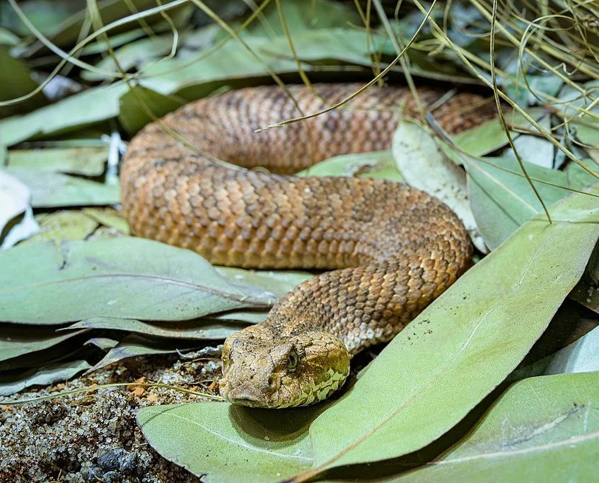 Cobra-da-morte: Não se deixe enganar pelo tamanho – elas não costumam passar de um metro de comprimento. Essas cobras têm um ataque muito rápido e uma picada pode matar uma pessoa em até seis horas!-wikimedia commons Petr Hamerník