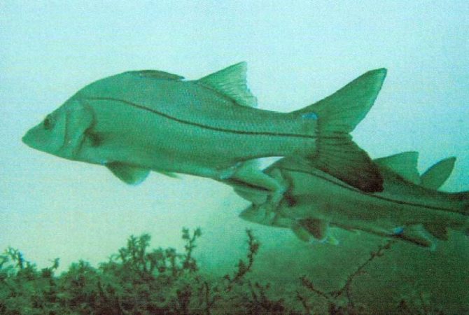 Peixe brasileiro, robalo chama atenção por benefícios que rivalizam com o salmão