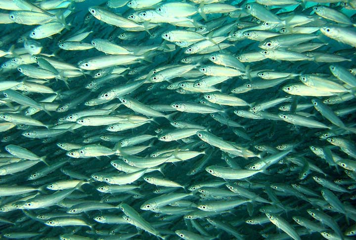 Trata-se de um peixe pelágico, que vive e se move na zona pelágica, que é a parte da água do mar ou do lago que não está próxima ao fundo ou à costa. Ele representa uma parte significativa da pesca brasileira e é usado de diversas formas.