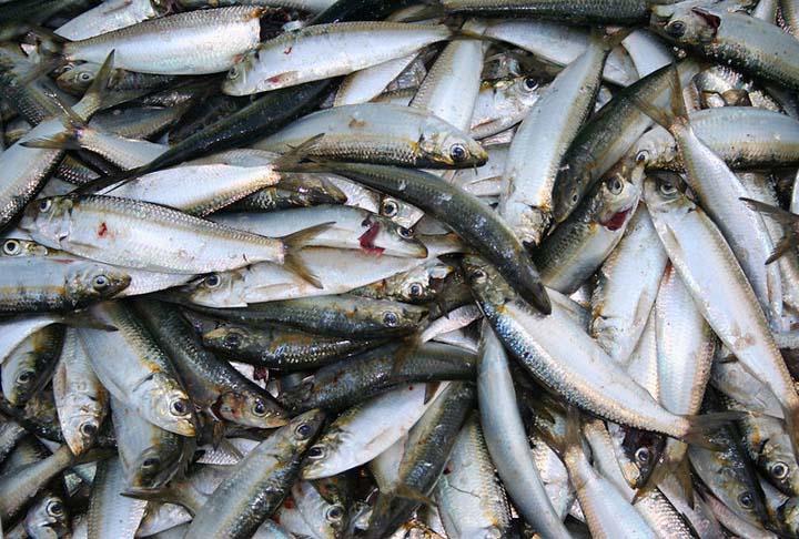Ela, então, se alimenta de plâncton, contribuindo para a regulação das populações de microalgas e outros organismos. Ao mesmo tempo, é predada por várias espécies, incluindo aves marinhas, golfinhos, baleias e outros tipos de peixes. 