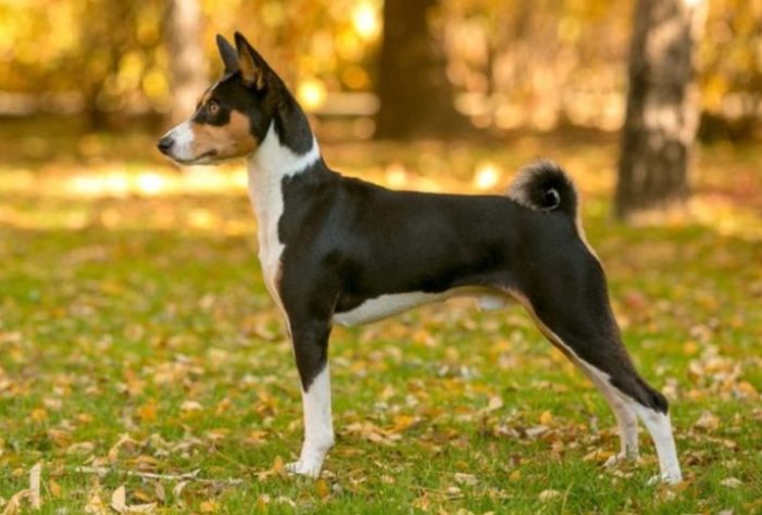 raças de cachorro que vivem por mais tempo