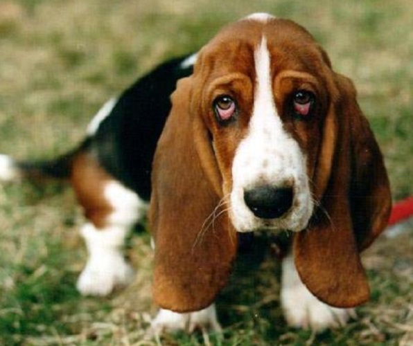 <p>Basset Hound: Corpo robusto e patas curtas, precisa de controle alimentar para evitar obesidade. É um cão de pernas curtas e orelhas longas, com excelente olfato e instinto de caça. É dócil, amigável e tem um temperamento tranquilo, sendo ótimo com crianças e adaptável à vida em família.</p>
