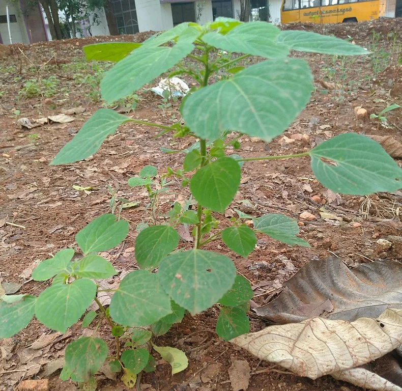 Trata-se da “gympie-gympie”, conhecida popularmente como “gympie-ferrão”, uma planta encontrada na região leste da Austrália. Essa folhinha que parece inofensiva é capaz de inocular uma toxina poderosa que causa dores fortes por semanas. -wikimedia commons 	Kaviyadharshini Selvakumar