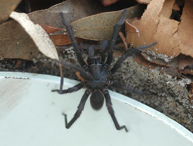 Aranha-teia-de-funil (Atrax)