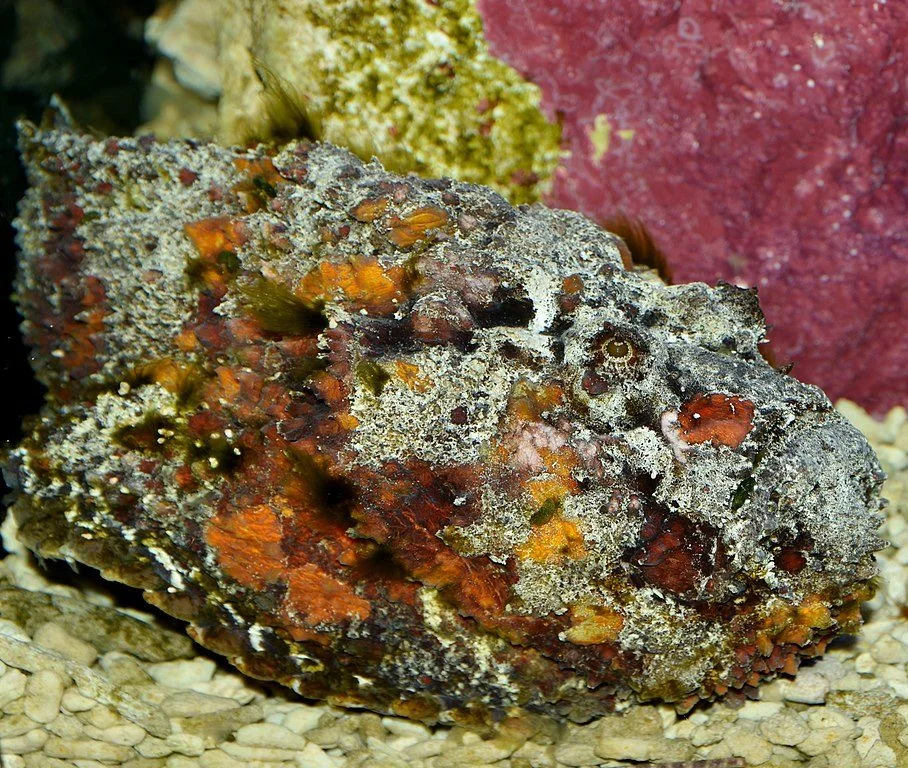 Embora não seja um animal que costuma atacar, algumas pessoas acabam pisando neles acidentalmente, o que pode ser fatal se o tratamento não for rápido o suficiente.-wikimedia commons NasserHalaweh