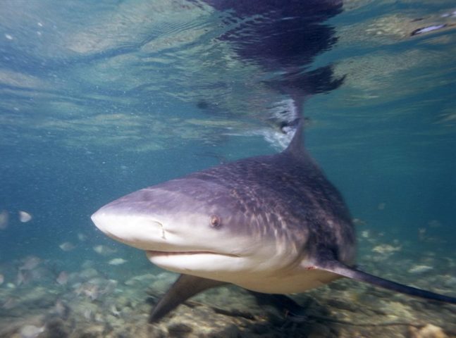 TubarÃ£o-cabeÃ§a-chata: Esse tubarÃ£o adora Ã¡guas rasas, costuma ser agressivo e pode aparecer inclusive em Ã¡gua doce! Nem banho de rio estÃ¡ a salvo na AustrÃ¡liaâ?Š-wikimedia commons 	Albert Kok