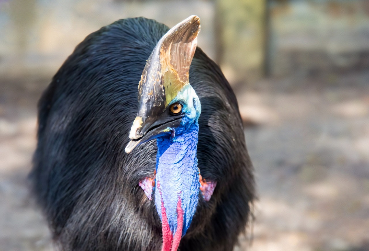 Os especialistas dizem que, embora não sejam animais agressivos por natureza, eles podem atacar humanos caso se sintam acuados. -Kreingkrai Luangchaipreeda por Pixabay 