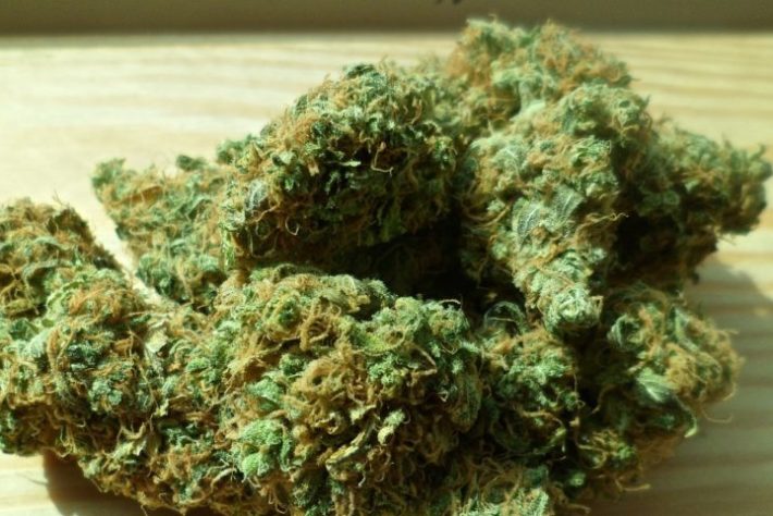 Maconha - cannabis