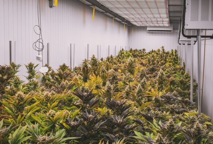 <p>Também foram criadas regras específicas para associações de pacientes (pessoas jurídicas) que produzem derivados de forma exclusiva para seus associados.</p>
