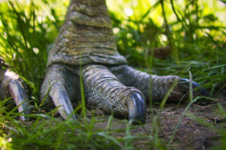 Aves: Vale lembrar que as aves, no geral, são descendentes vivos dos dinossauros. Elas evoluíram dos grupos dos terópodes.
