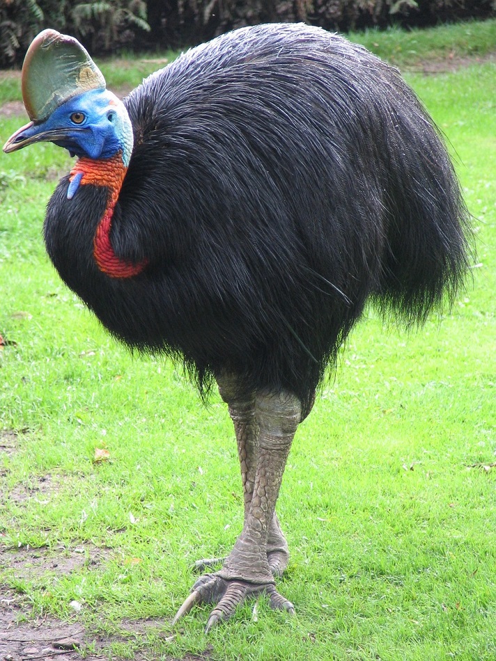 O animal em questão é o “casuar”, uma espécie de ave de grande porte comum do norte da Austrália e da Nova Guiné. Eles são excelentes nadadores, podem saltar 1,5m e correr a 50km/h!- Anja Schröder por Pixabay 