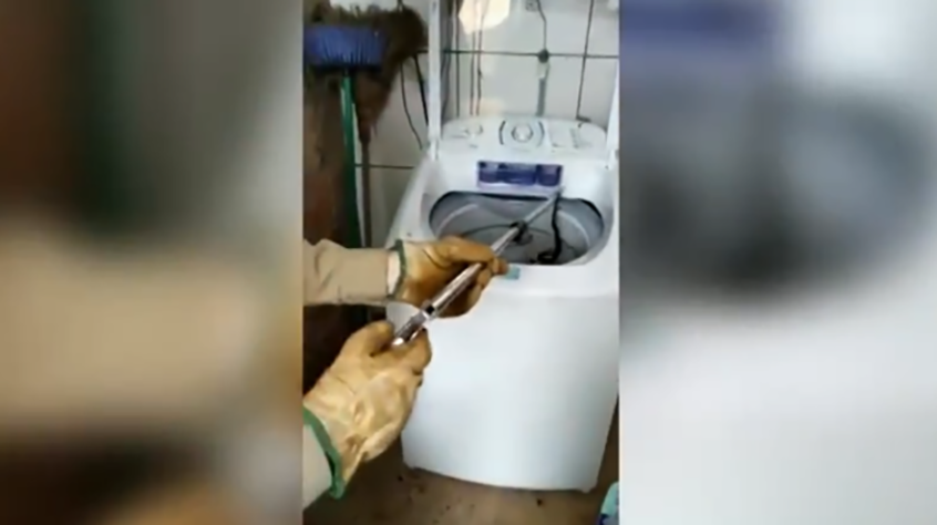 Cobras em áreas urbanas