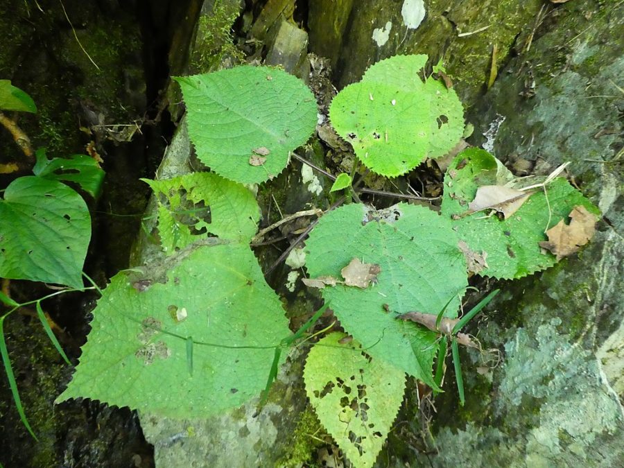 Gympie-gympie: Imagina que você está ali, fazendo uma trilha gostosa num domingo de sol e de repente sente uma dor incontrolável que não veio de nenhum animal, mas sim de uma… planta! -wikimedia commons Steve Fitzgerald