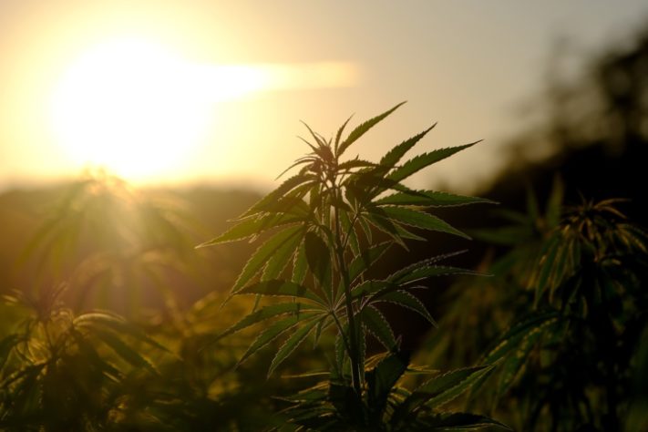 maconha cannabis