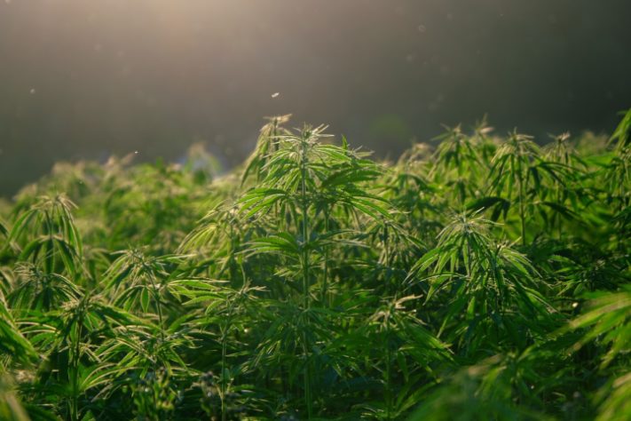 maconha cannabis