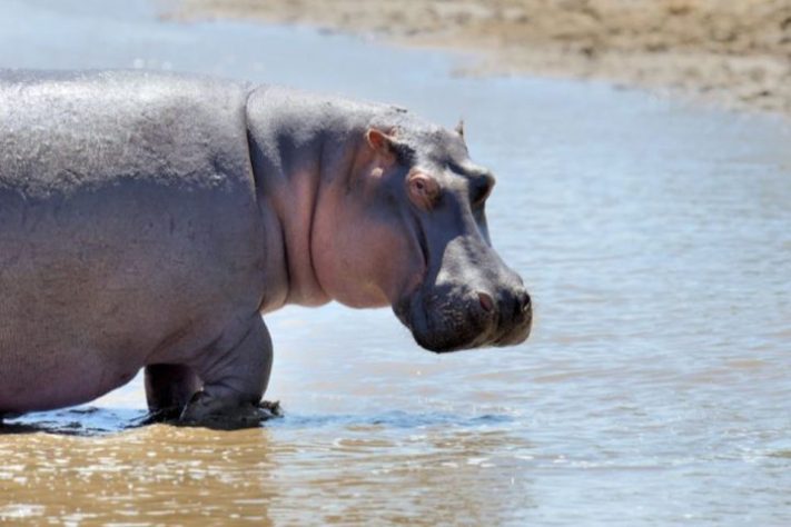 Hipopótamo - Byrdyak/Freepik