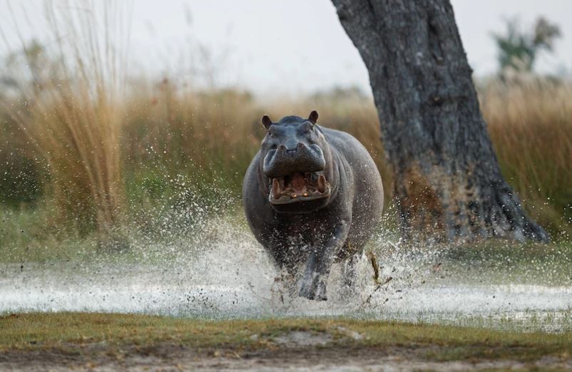 Os hipopótamos são animais ferozes, que, apesar da aparência de tontos, estão entre os mais perigosos do planeta. Histórias não faltam sobre eles.  -  (crédito: vladimircech por freepik)