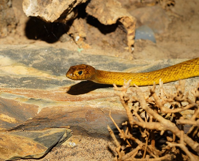 Taipan-do-interior: Também conhecida como “cobra-feroz”, essa cobra costuma ser extremamente agressiva e seu veneno pode matar várias pessoas com uma só picada.-Karsten Paulick por Pixabay 