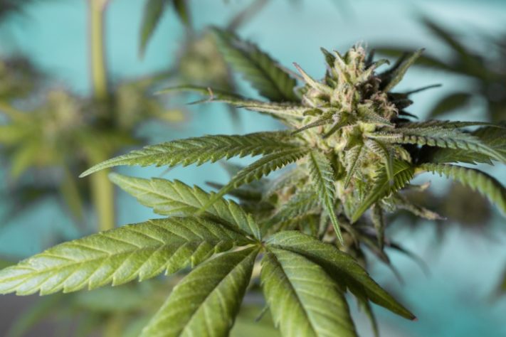 maconha cannabis 