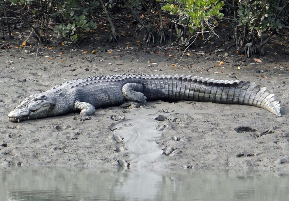 Crocodilo-de-água-salgada: Atualmente, é considerado o maior réptil do mundo e alguns machos podem chegar a 7 metros de comprimento! É um dos animais mais perigosos da Austrália. Há relatos de vários ataques fatais a seres humanos.-Bishnu Sarangi por Pixabay 