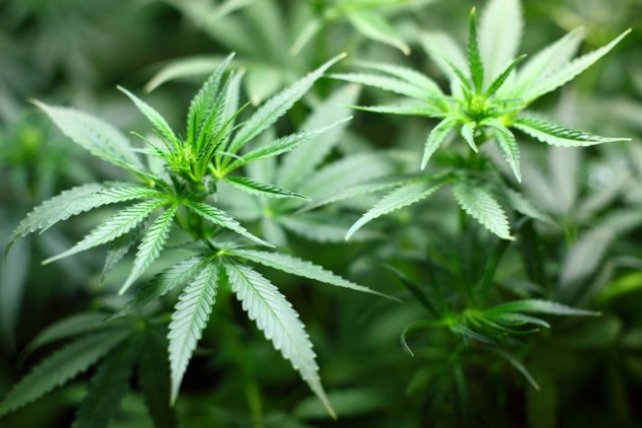 maconha - cannabis 