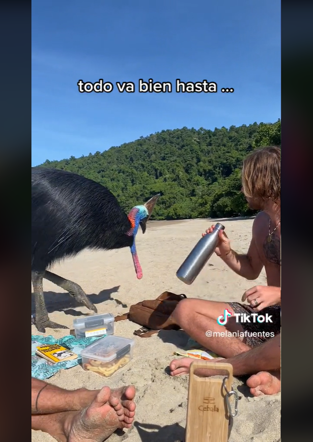 “Você filma um passarinho fofo que vê na praia”, disse a jovem no vídeo que teve mais de 3 milhões de visualizações.-reprodução