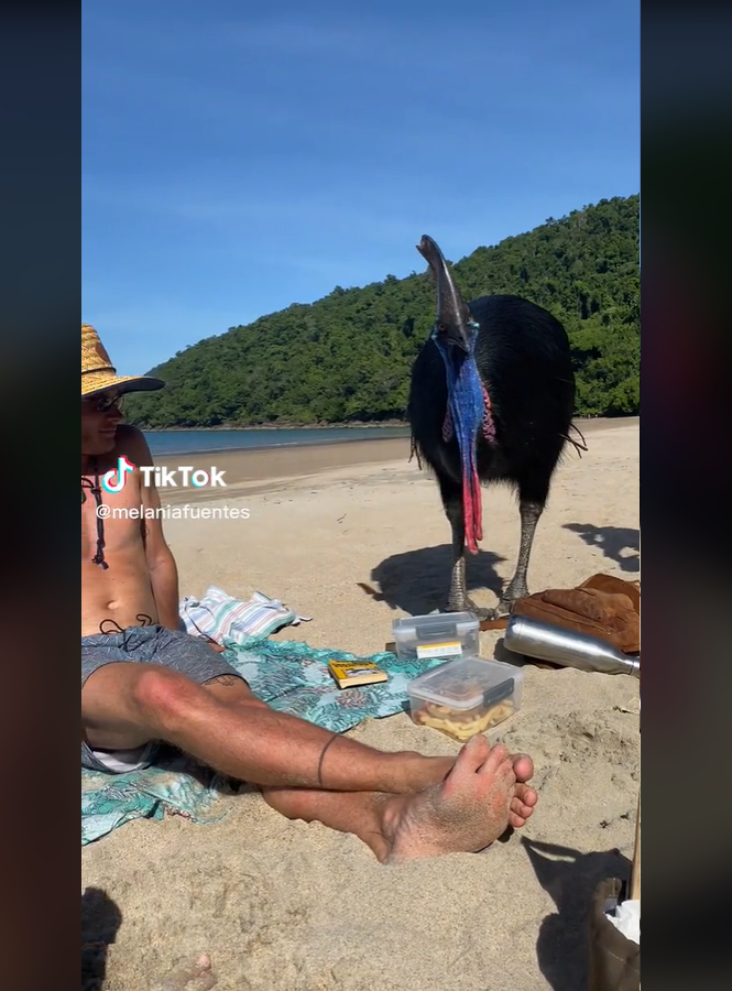Nele, um casal de turistas aparece interagindo com uma ave bem peculiar que se aproxima enquanto os dois parecem relaxar em uma praia.-reprodução