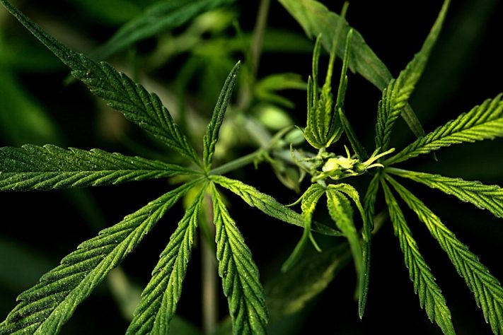 maconha cannabis 