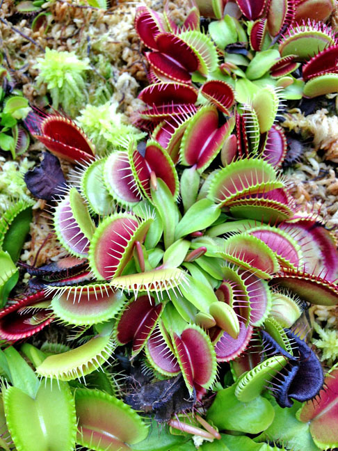 Plantascarnivoras