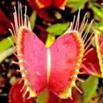 Dioneia - Plantas Carnívoras