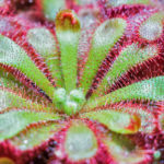 Drosera lowriei - Plantas Carnívoras