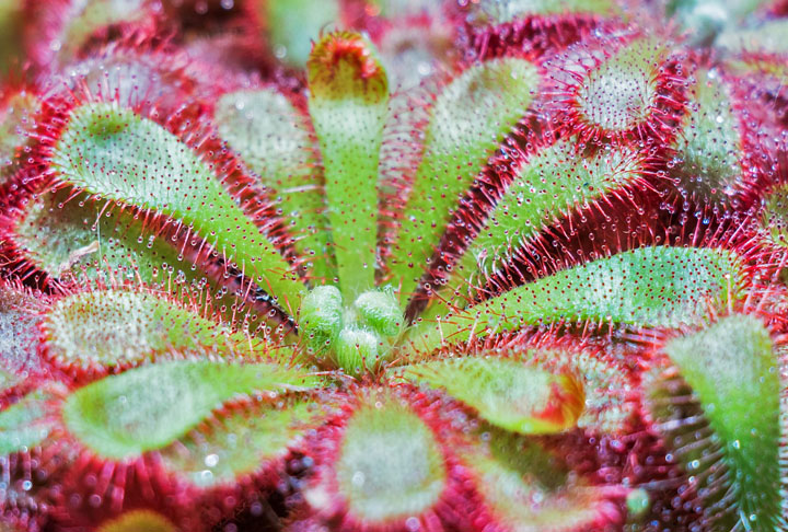 Drosera lowriei - Plantas Carnívoras
