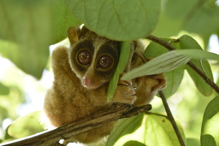 Animais fofos perigosos