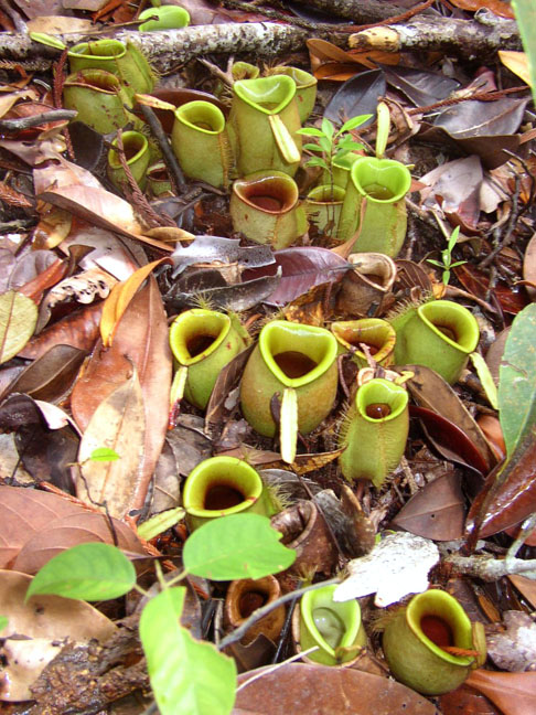 Plantas graciosas que, na verdade, são carnívoras - Domínio Público - Wikimédia Commons