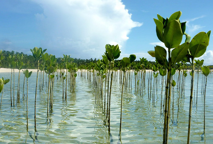A penetraÃ§Ã£o da Ã¡gua salgada inutilizou terras agrÃ­colas e estÃ¡ afetando poÃ§os de onde as pessoas tiravam Ã¡gua para beber. 