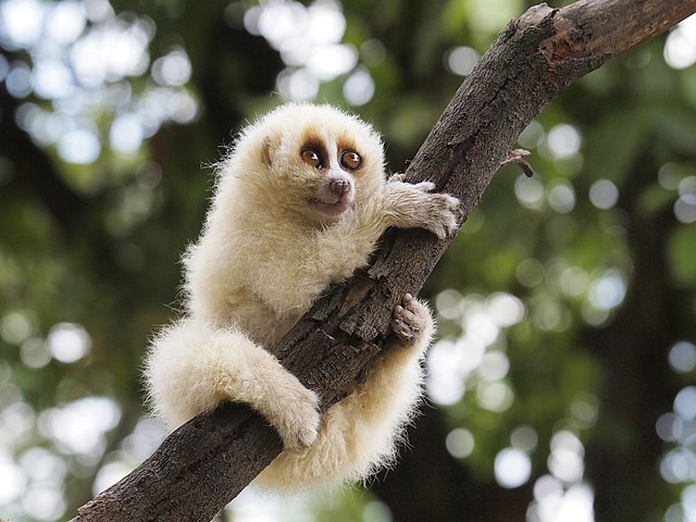 Lóris ou macaco lento- O único primata peçonhento, é 