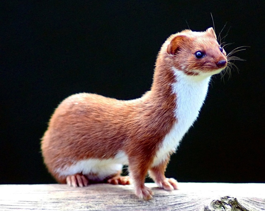 Doninha - De aparência dócil, são assassinas em série. Seduzem a presa com uma 'dancinha', dão o bote e esmagam o crânio da vítima. Fazem estoque de presas mortas e usam a pele das presas para fazer ninhos. Vivem cerca de 10 anos. 