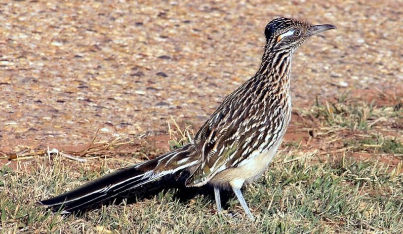 Animais fofos perigosos