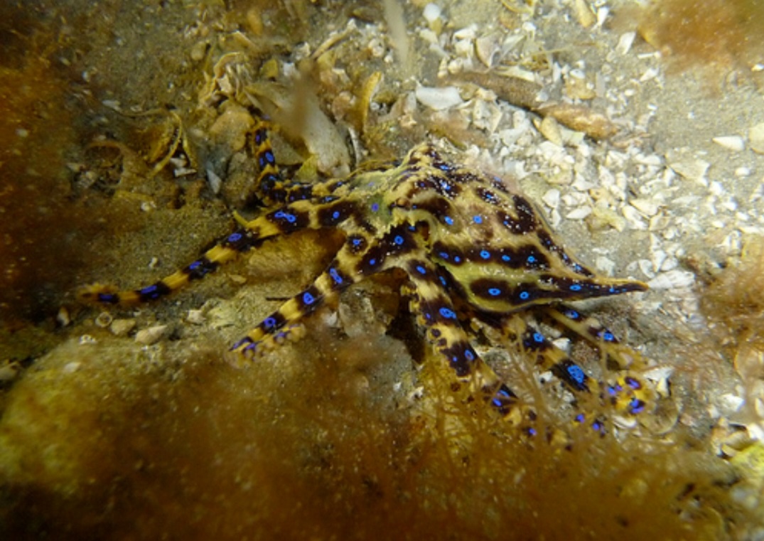Polvo-de-anel-azul - É pequeno, com cerca de 12 cm, bonito, com uma mescla de azul e amarelo que encanta. Mas uma única dose de seu veneno pode matar 20 pessoas. Vive pouco (cerca de dois anos). 