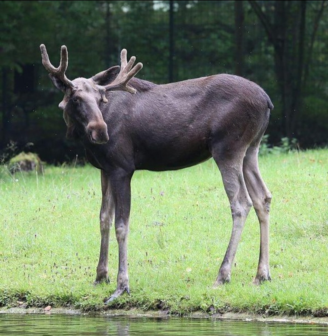 Alce - Parecem calmos, com porte de cavalo, mas os machos ficam violentos na época de acasalamento e as fêmeas reagem com fúria se alguém se aproxima dos filhotes. Segunda espécie selvagem que mais ataca humanos, somente atrás dos hipopótamos. Vivem de 15 a 25 anos. 