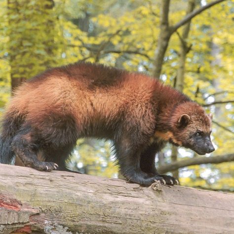 Animais fofos perigosos