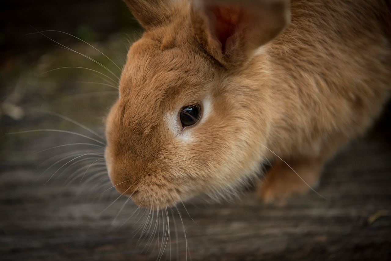 Segundo a mitologia, o coelho foi um dos 12 animais que disputaram uma competição cósmica de natação que acabou determinando a ordem dos signos do zodíaco chinês.  Mesmo sem nadar bem, o animal usou seu intelecto e cruzou o rio em uma jangada.