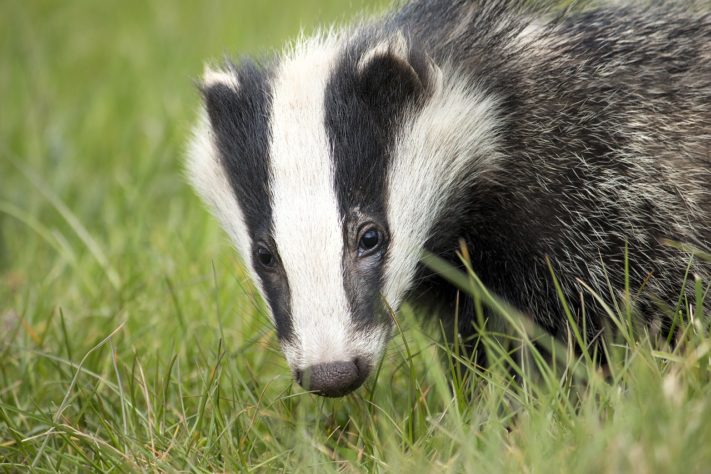 Animais fofos perigosos